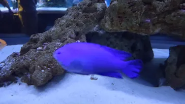 すみだ水族館に投稿された画像（2023/8/19）