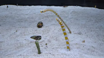 すみだ水族館に投稿された画像（2023/8/19）