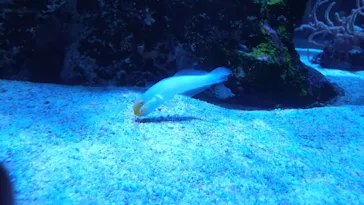 すみだ水族館に投稿された画像（2023/8/19）