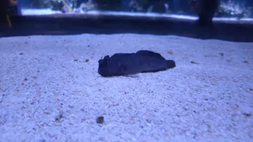 すみだ水族館に投稿された画像（2023/8/19）