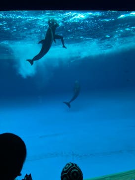 アクアワールド茨城県大洗水族館に投稿された画像（2023/8/19）