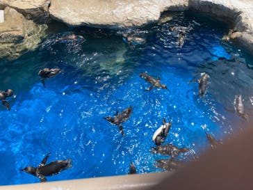 アクアワールド茨城県大洗水族館に投稿された画像（2023/8/19）