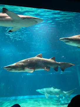 アクアワールド茨城県大洗水族館に投稿された画像（2023/8/19）