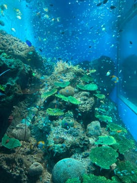 アクアワールド茨城県大洗水族館に投稿された画像（2023/8/19）