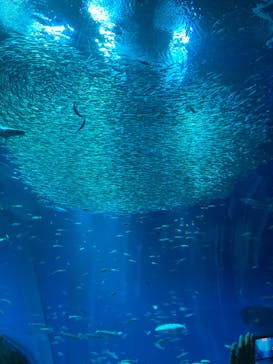 アクアワールド茨城県大洗水族館に投稿された画像（2023/8/19）