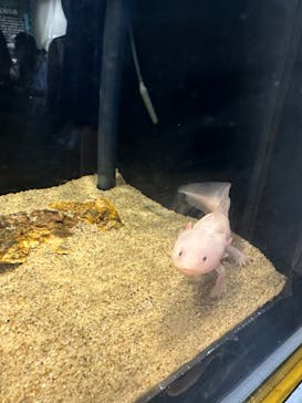 しながわ水族館に投稿された画像（2023/8/19）