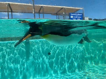 下田海中水族館に投稿された画像（2023/8/19）