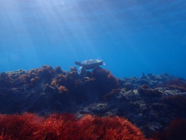 伊豆大島ダイビングセンターに投稿された画像（2023/8/19）