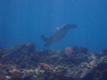 伊豆大島ダイビングセンターに投稿された画像（2023/8/19）