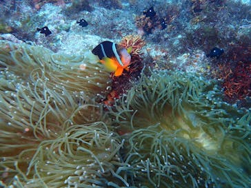 伊豆大島ダイビングセンターに投稿された画像（2023/8/19）