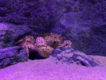 伊豆・三津シーパラダイスに投稿された画像（2023/8/19）