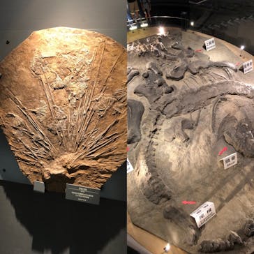 福井県立恐竜博物館に投稿された画像（2023/8/19）