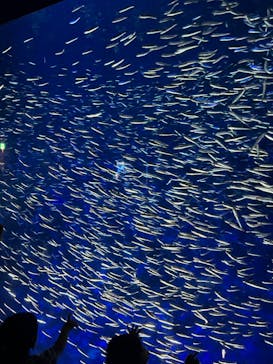 大分マリーンパレス水族館 「うみたまご」に投稿された画像（2023/8/19）