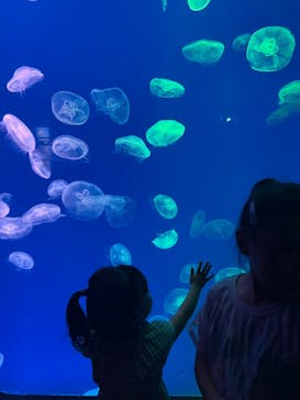 大分マリーンパレス水族館 「うみたまご」に投稿された画像（2023/8/19）