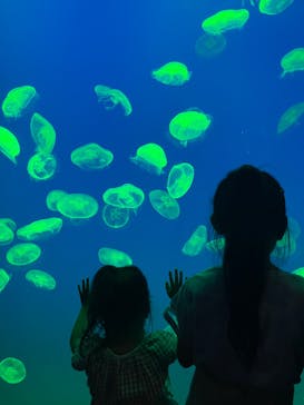 大分マリーンパレス水族館 「うみたまご」に投稿された画像（2023/8/19）