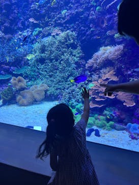 大分マリーンパレス水族館 「うみたまご」に投稿された画像（2023/8/19）