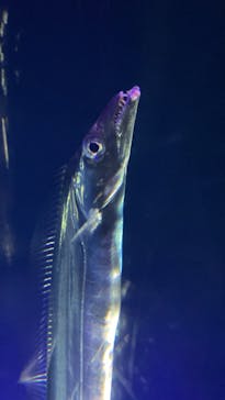 大分マリーンパレス水族館 「うみたまご」に投稿された画像（2023/8/19）