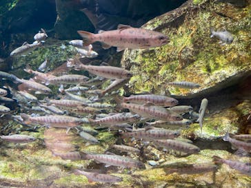 大分マリーンパレス水族館 「うみたまご」に投稿された画像（2023/8/19）