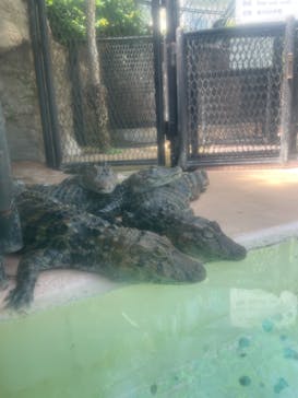 熱川バナナワニ園に投稿された画像（2023/8/19）