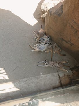 よこはま動物園ズーラシアに投稿された画像（2023/8/19）