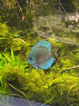 サケのふるさと 千歳水族館に投稿された画像（2023/8/19）