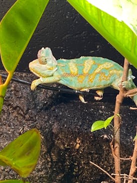 サケのふるさと 千歳水族館に投稿された画像（2023/8/19）