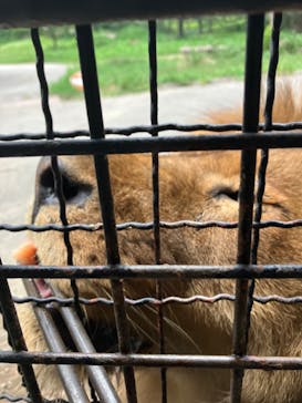 群馬サファリパークに投稿された画像（2023/8/19）