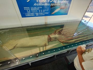 越前松島水族館に投稿された画像（2023/8/19）