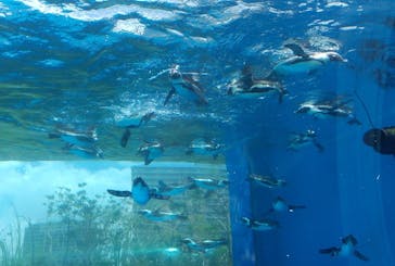 サンシャイン水族館に投稿された画像（2023/8/19）