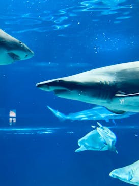 アクアワールド茨城県大洗水族館に投稿された画像（2023/8/19）