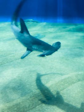 アクアワールド茨城県大洗水族館に投稿された画像（2023/8/19）