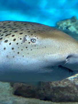アクアワールド茨城県大洗水族館に投稿された画像（2023/8/19）