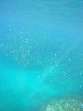 沖縄マリンサービス碧に投稿された画像（2023/8/19）