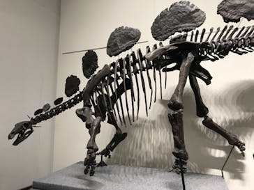 大阪市立自然史博物館に投稿された画像（2023/8/19）