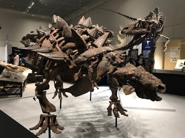 大阪市立自然史博物館に投稿された画像（2023/8/19）