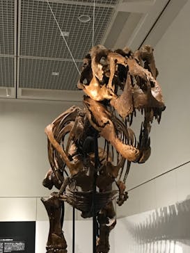 大阪市立自然史博物館に投稿された画像（2023/8/19）