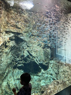 サケのふるさと 千歳水族館に投稿された画像（2023/8/19）