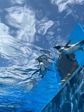 サンシャイン水族館に投稿された画像（2023/8/19）