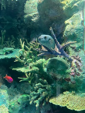 サンシャイン水族館に投稿された画像（2023/8/19）