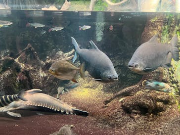 サンシャイン水族館に投稿された画像（2023/8/19）