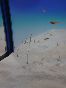 アクアワールド茨城県大洗水族館に投稿された画像（2023/8/19）