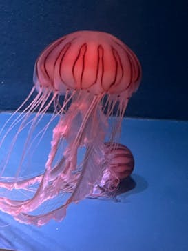 京都水族館に投稿された画像（2023/8/19）