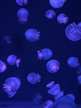 京都水族館に投稿された画像（2023/8/19）