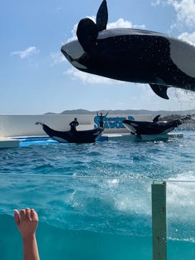 鴨川シーワールドに投稿された画像（2023/8/19）