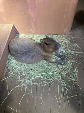 カワスイ 川崎⽔族館に投稿された画像（2023/8/19）