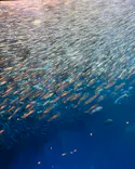 名古屋港水族館に投稿された画像（2023/8/19）