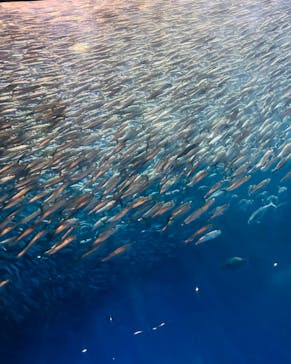 名古屋港水族館に投稿された画像（2023/8/19）