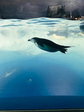 名古屋港水族館に投稿された画像（2023/8/19）