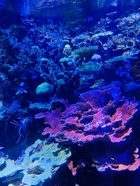 名古屋港水族館に投稿された画像（2023/8/19）