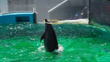 しながわ水族館に投稿された画像（2023/8/19）
